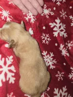 Long hair Red boy, a male Chihuahua for sale in Dublin, GA – Photo 2 of 4