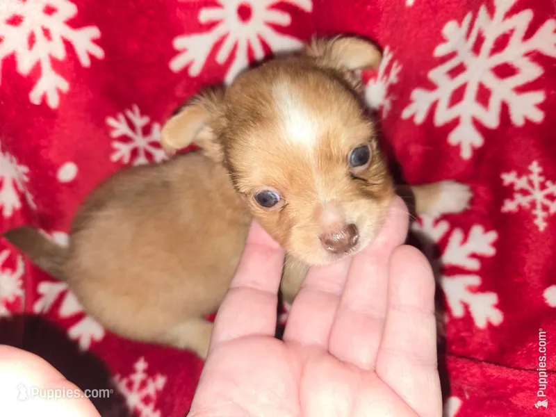 Long hair Red boy – Chihuahua puppy for sale in Dublin, GA