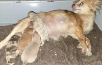 Long hair Red boy, a male Chihuahua for sale in Dublin, GA – Photo 3 of 4