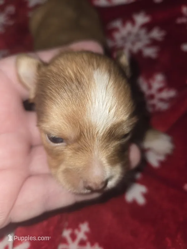 Long hair Red boy – Chihuahua puppy for sale in Dublin, GA