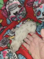 Long hair Merle girl, a female Chihuahua for sale in Montrose, GA – 3 of 6