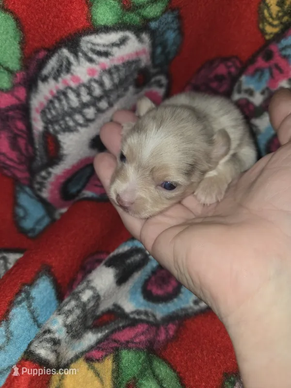 Long hair Merle girl – Chihuahua puppy for sale in Montrose, GA