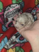 Long hair Merle girl, a female Chihuahua for sale in Montrose, GA – 1 of 6