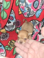 Red Girl runt, a female Chihuahua for sale in Montrose, GA – 3 of 5