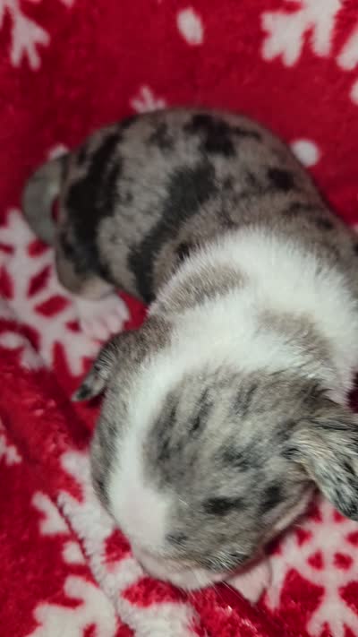 Merle Girl, a female Chihuahua for sale in Dublin, GA – 4 of 6