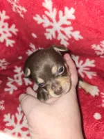 Chocolate Girl, a female Chihuahua for sale in Dublin, GA – 3 of 6