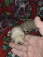 Long hair Cream girl, a female Chihuahua for sale in Montrose, GA – 4 of 6