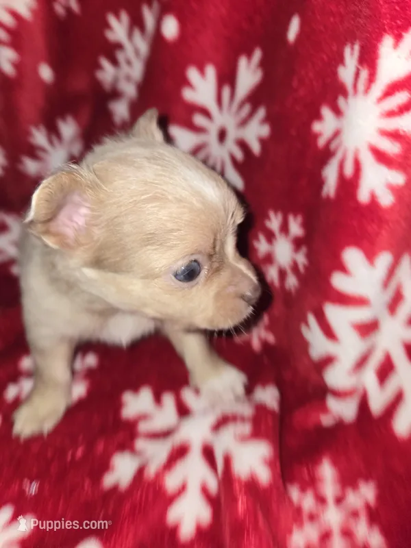 Long Hair Blue Merle boy – Chihuahua puppy for sale in Dublin, GA
