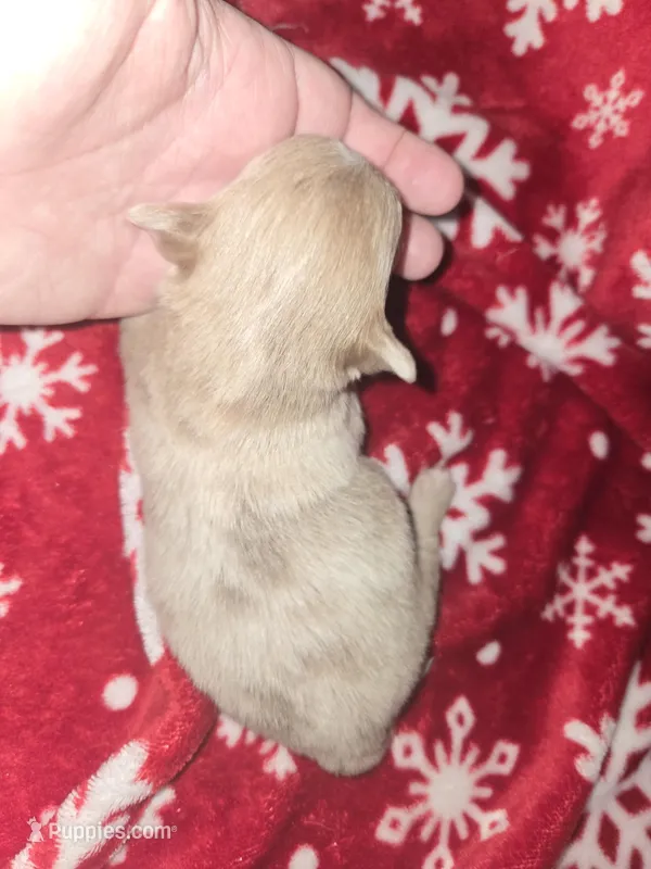 Long Hair Blue Merle boy – Chihuahua puppy for sale in Dublin, GA