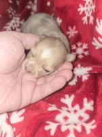 Long Hair Blue Merle boy, a male Chihuahua for sale in Dublin, GA – Photo 2 of 4