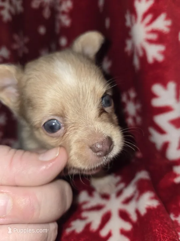 Long Hair Blue Merle boy – Chihuahua puppy for sale in Dublin, GA