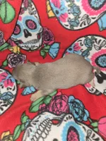 Blue Girl, a female Chihuahua for sale in Montrose, GA – 3 of 7