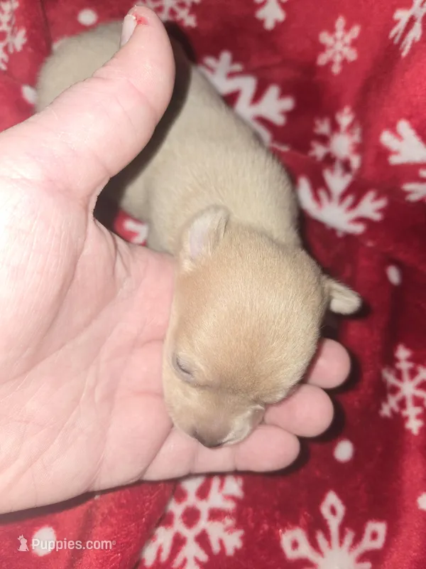 Light Blue boy  – Chihuahua puppy for sale in Dublin, GA
