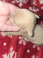 Light Blue boy , a male Chihuahua for sale in Dublin, GA – Photo 2 of 4