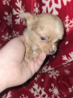 TINY Long Hair Blue Merle boy, a male Chihuahua for sale in Dublin, GA – 4 of 8