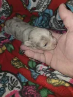 Long hair Merle girl, a female Chihuahua for sale in Montrose, GA – 2 of 6