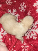 Long Hair Cream Boy 1, a male Chihuahua for sale in Dublin, GA – Photo 2 of 4