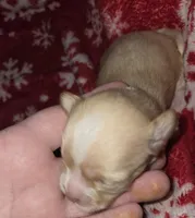 Long Hair Cream Boy 1, a male Chihuahua for sale in Dublin, GA – Photo 1 of 4