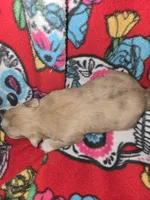 Long Hair Choc merle Girl, a female Chihuahua for sale in Montrose, GA – 4 of 6