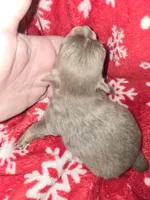 Long Hair Blue Boy, a male Chihuahua for sale in Dublin, GA – 2 of 5