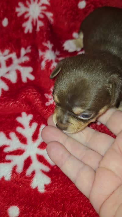 Chocolate Girl, a female Chihuahua for sale in Dublin, GA – 4 of 6