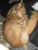 Long hair Red boy, a male Chihuahua for sale in Dublin, GA – 7 of 8