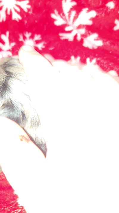 Long Hair Merle Girl, a female Chihuahua for sale in Dublin, GA – 3 of 5