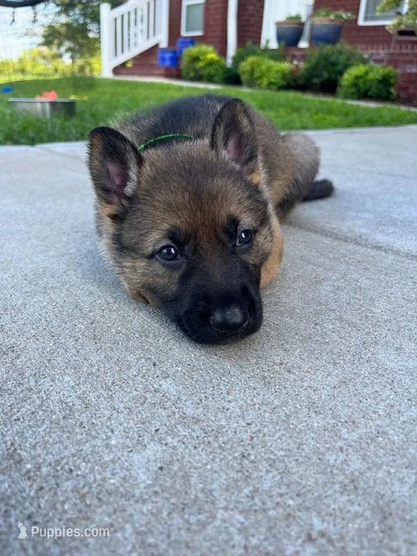 Orange boy – German Shepherd Dog puppy for sale in Atlanta, GA