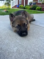 Orange boy, a male German Shepherd Dog for sale in Atlanta, GA – 1 of 2