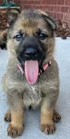 Pink girl , a female German Shepherd Dog for sale in Atlanta, GA – 2 of 2