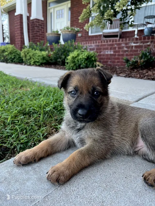 Pink girl  – German Shepherd Dog puppy for sale in Atlanta, GA