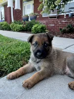 Pink girl , a female German Shepherd Dog for sale in Atlanta, GA – 1 of 2
