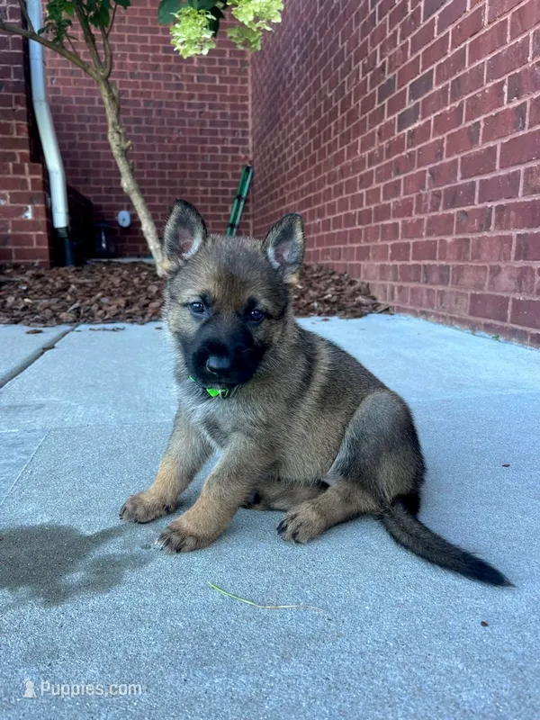 Green boy – German Shepherd Dog puppy for sale in Atlanta, GA