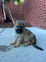 Green boy, a female German Shepherd Dog for sale in Atlanta, GA – 1 of 2