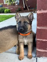 Orange boy, a male German Shepherd Dog for sale in Atlanta, GA – 2 of 2