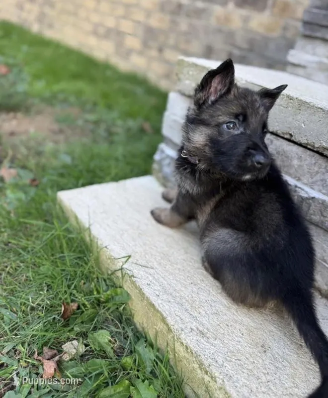 Purple girl – German Shepherd Dog puppy for sale in Atlanta, GA