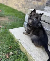 Purple girl, a female German Shepherd Dog for sale in Atlanta, GA – 1 of 2