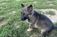 Purple girl, a female German Shepherd Dog for sale in Atlanta, GA – 2 of 2