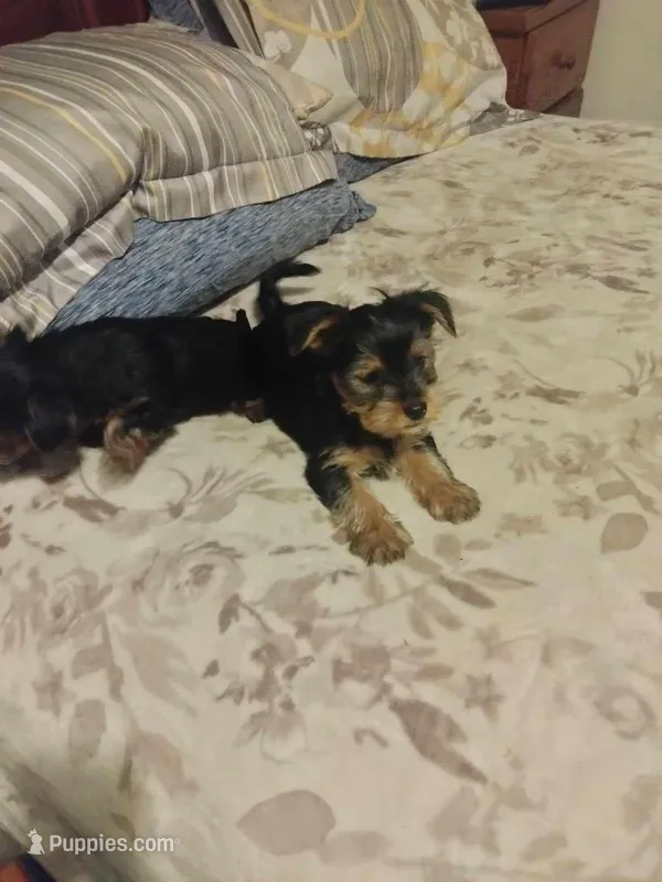 Boy , a male Yorkshire Terrier for sale in Compton, CA – Photo 1 of 1