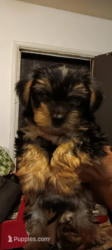 Girl 1 – Yorkshire Terrier puppy for sale in Compton, CA