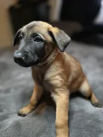 Green, a male Belgian Malinois for sale in Prescott Valley, AZ – Photo 2 of 3