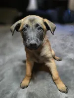 Green, a male Belgian Malinois for sale in Prescott Valley, AZ – Photo 1 of 3