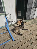 Green, a male Belgian Malinois for sale in Prescott Valley, AZ – Photo 3 of 3