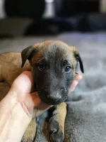 Blue, a male Belgian Malinois for sale in Prescott Valley, AZ – Photo 2 of 4