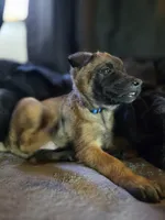 Blue, a male Belgian Malinois for sale in Prescott Valley, AZ – Photo 3 of 4