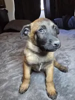 Sky Blue, a male Belgian Malinois for sale in Prescott Valley, AZ – Photo 1 of 4