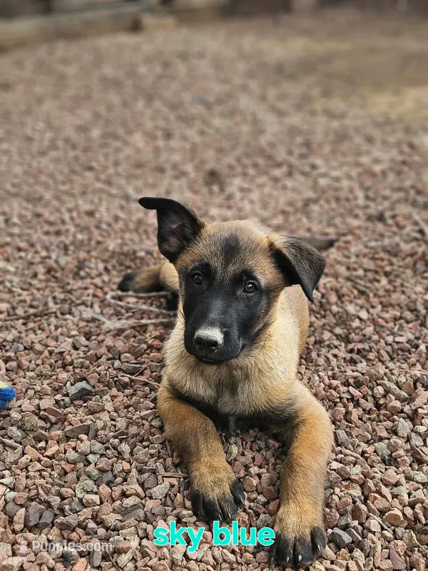 Sky Blue – Belgian Malinois puppy for sale in Prescott Valley, AZ