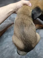 Sky Blue, a male Belgian Malinois for sale in Prescott Valley, AZ – Photo 3 of 4