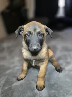 Sky Blue, a male Belgian Malinois for sale in Prescott Valley, AZ – Photo 2 of 4