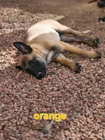 Orange, a male Belgian Malinois for sale in Prescott Valley, AZ – Photo 6 of 8